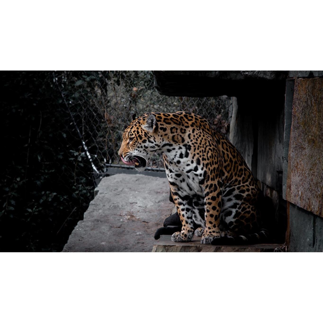 Tablou canvas 75x50 cm, Animale model 181