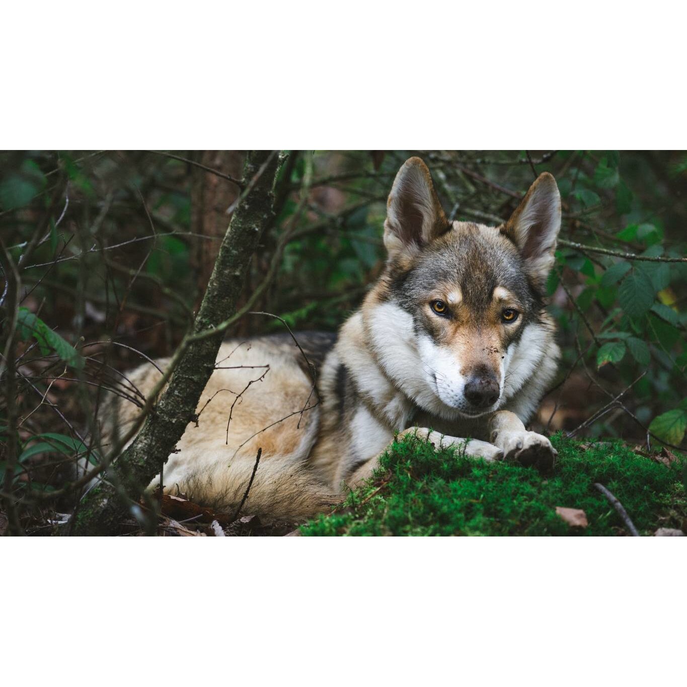 Tablou canvas 75x50 cm, Animale model 163