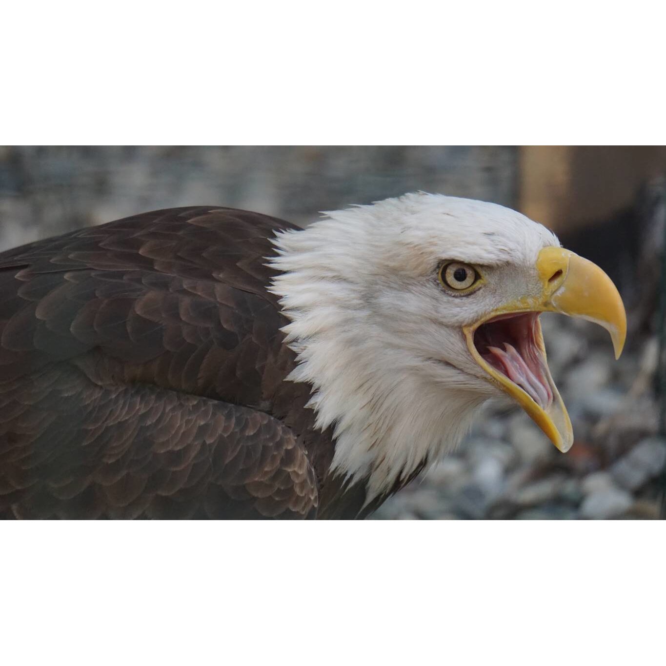 Tablou canvas 90x50 cm, Animale model 166