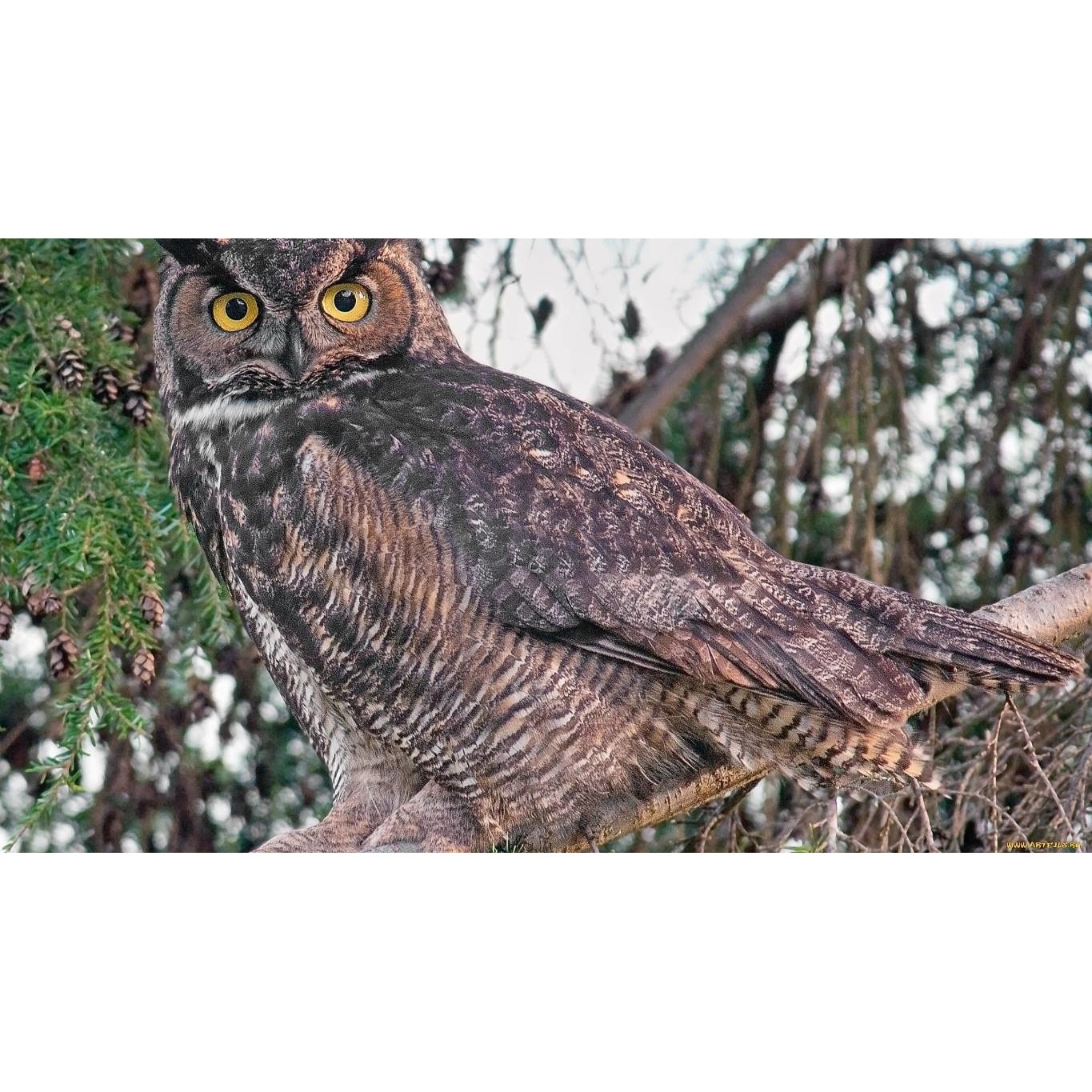 Tablou canvas 50x35 cm, Animale model 184