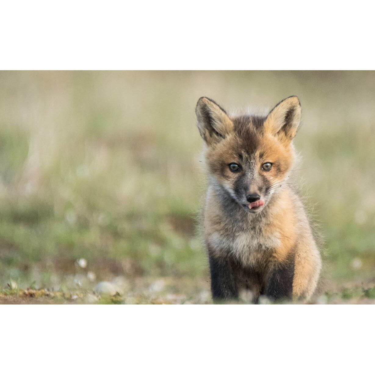 Tablou canvas 75x50 cm, Animale model 198