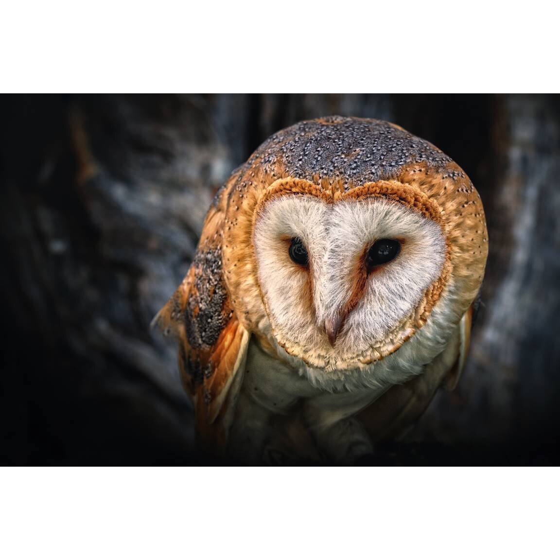 Tablou canvas 50x35 cm, Animale model 190