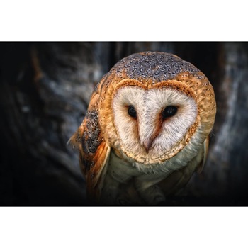 Tablou canvas 75x50 cm, Animale model 190 Tablou canvas 75x50 cm, Animale model 190