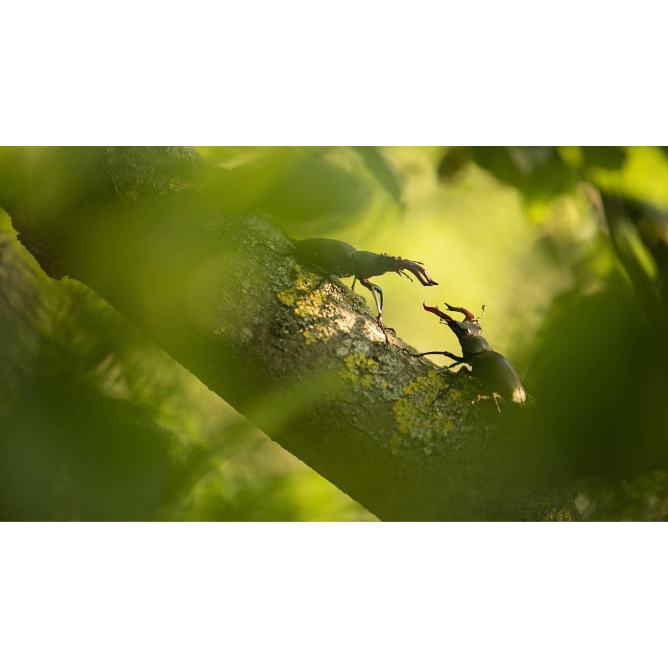 Tablou canvas 75x50 cm, Animale model 173