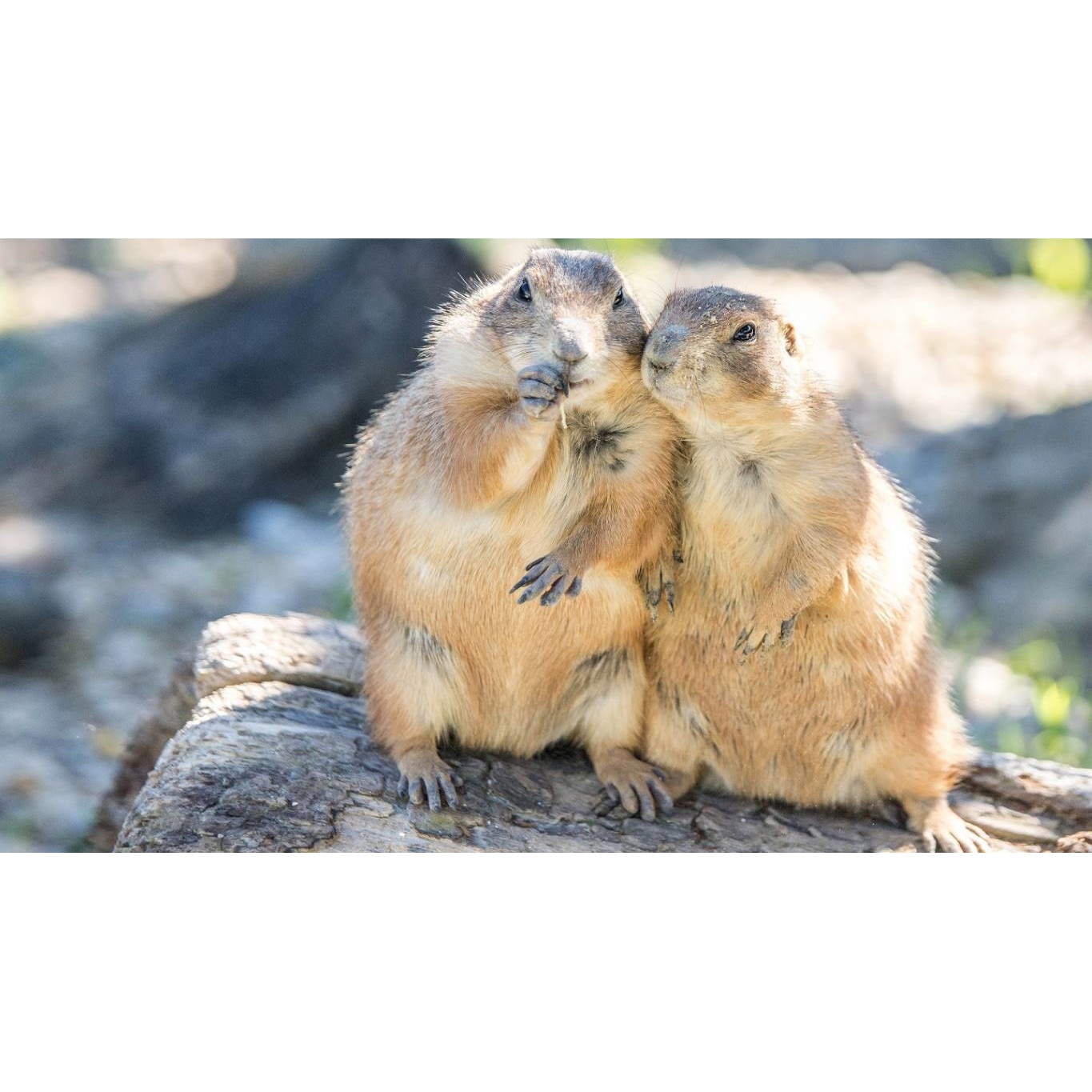 Tablou canvas 50x35 cm, Animale model 191