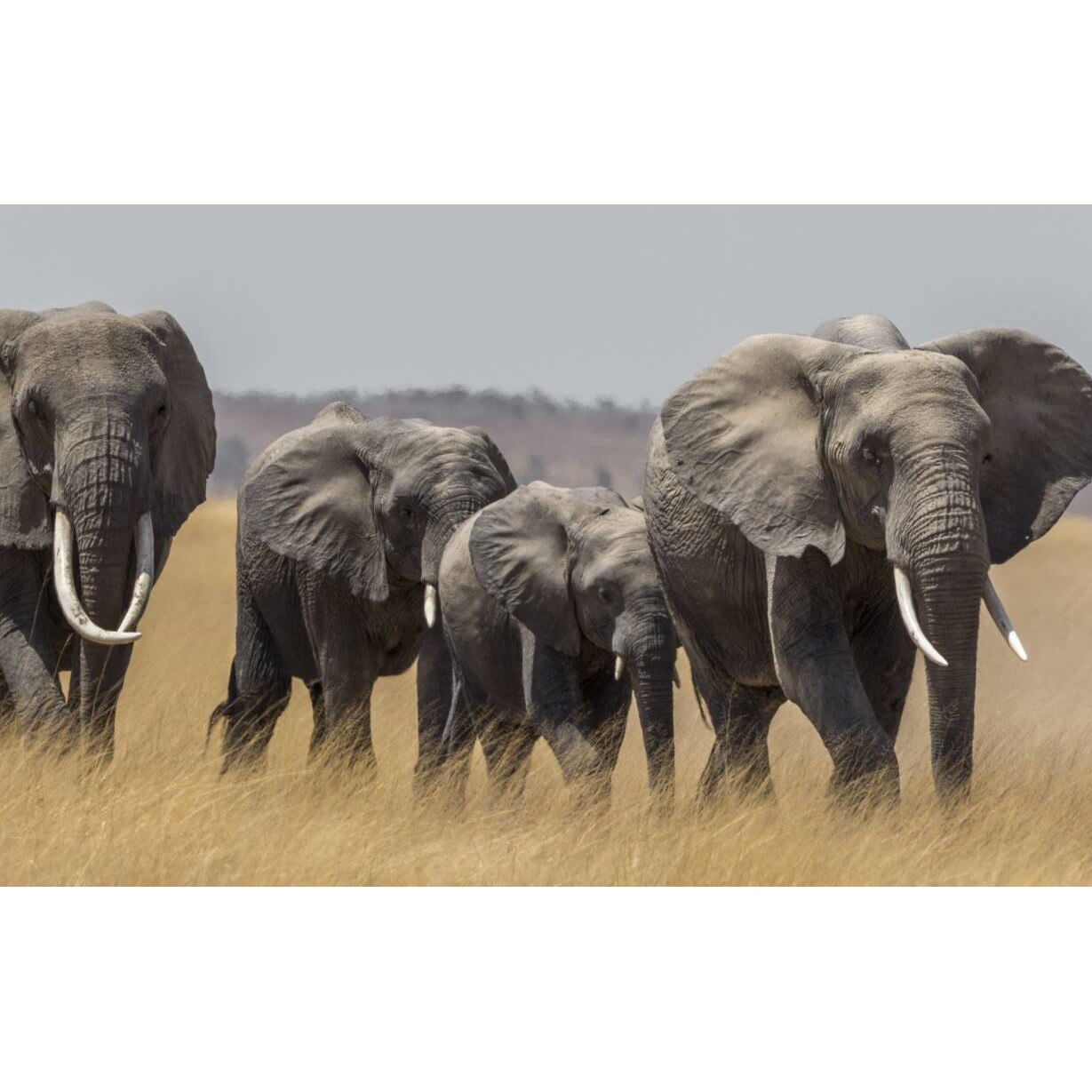 Tablou canvas 75x50 cm, Animale model 193