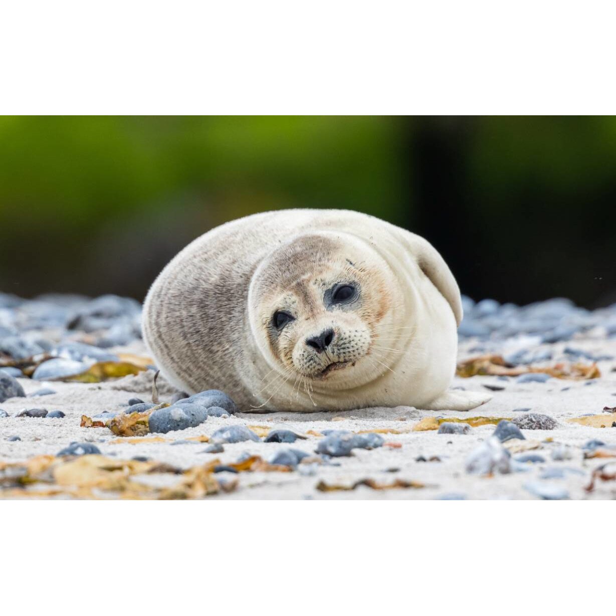 Tablou canvas 75x50 cm, Animale model 201