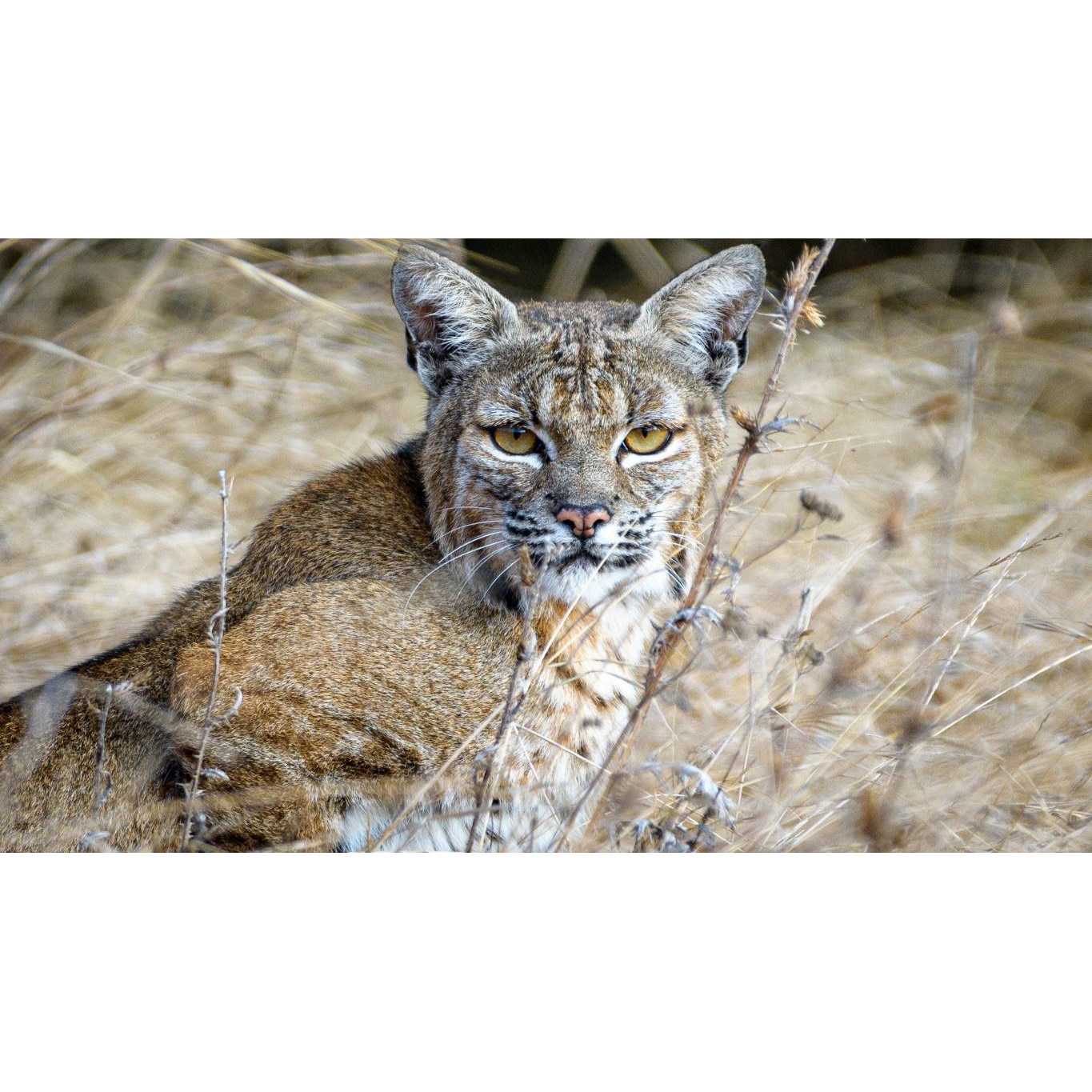 Tablou canvas 50x35 cm, Animale model 189