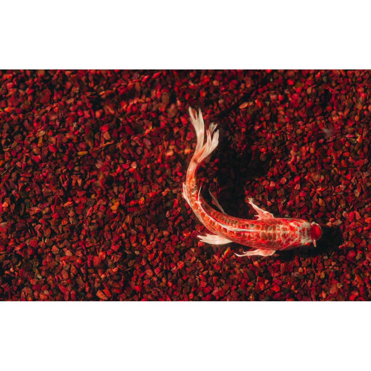 Tablou canvas 90x50 cm, Animale model 179