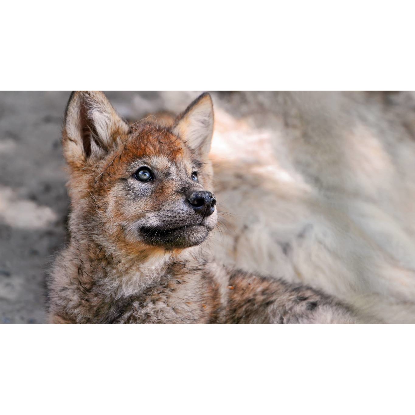 Tablou canvas 50x35 cm, Animale model 186