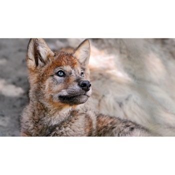 Tablou canvas 90x50 cm, Animale model 186 Tablou canvas 90x50 cm, Animale model 186