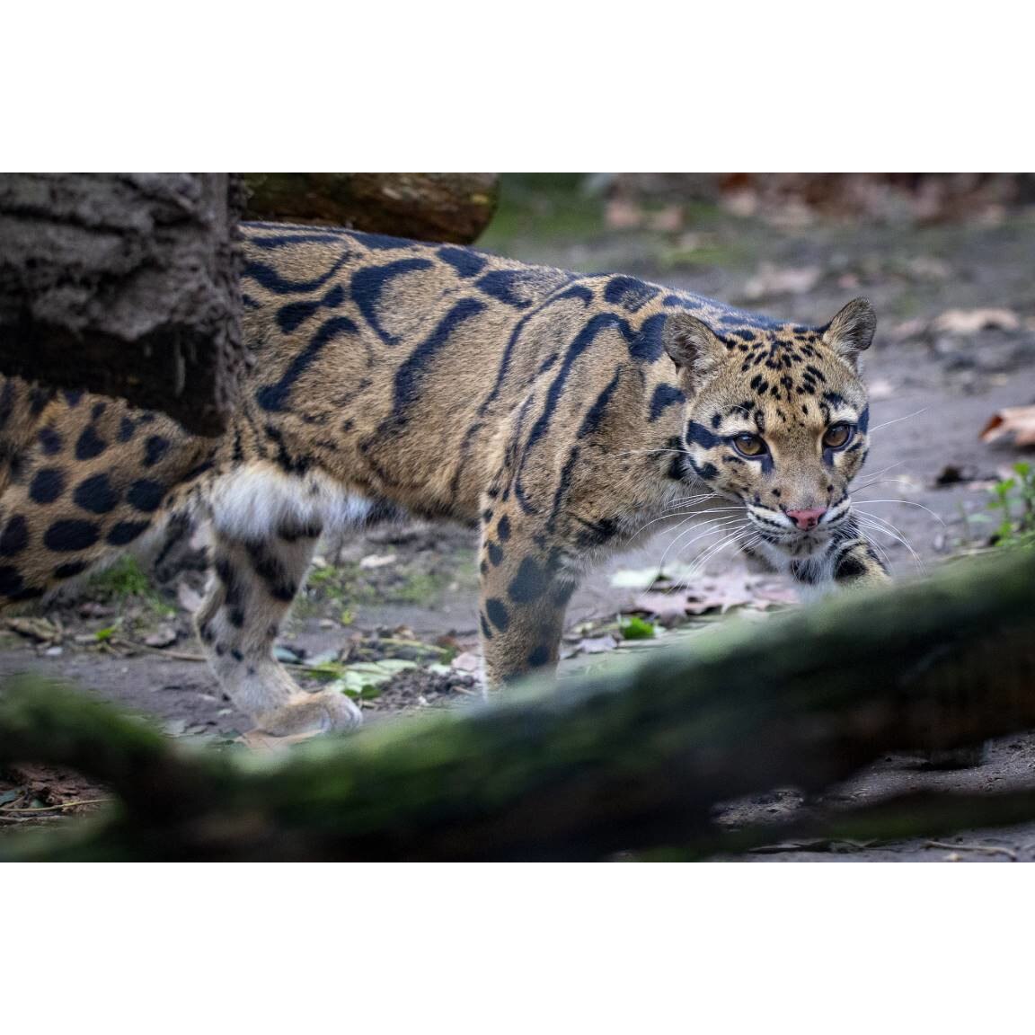 Tablou canvas 50x35 cm, Animale model 210