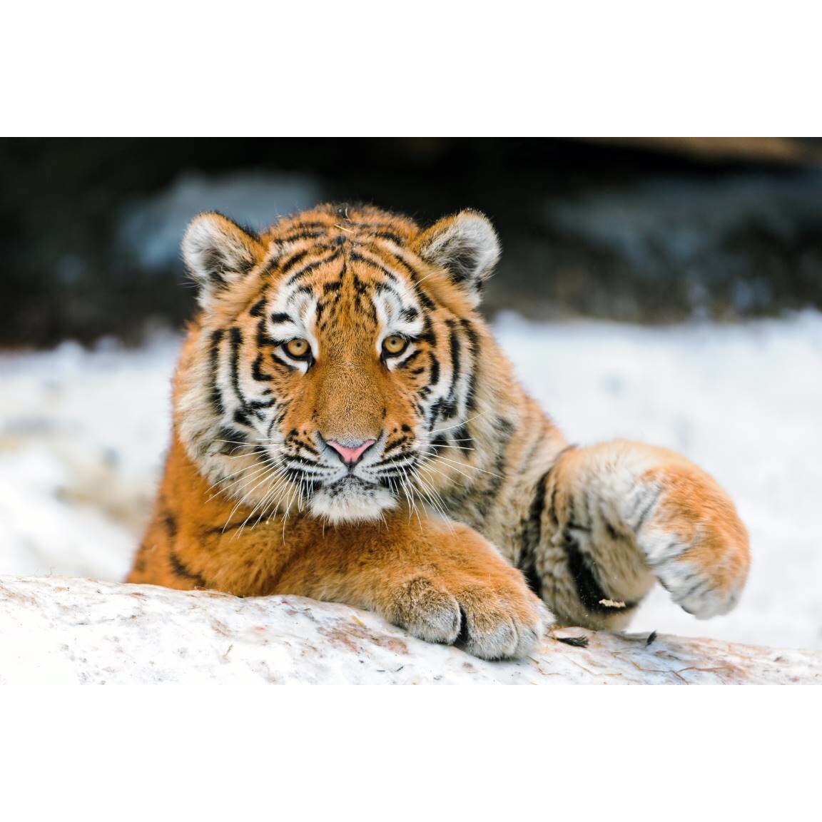 Tablou canvas 50x35 cm, Animale model 185