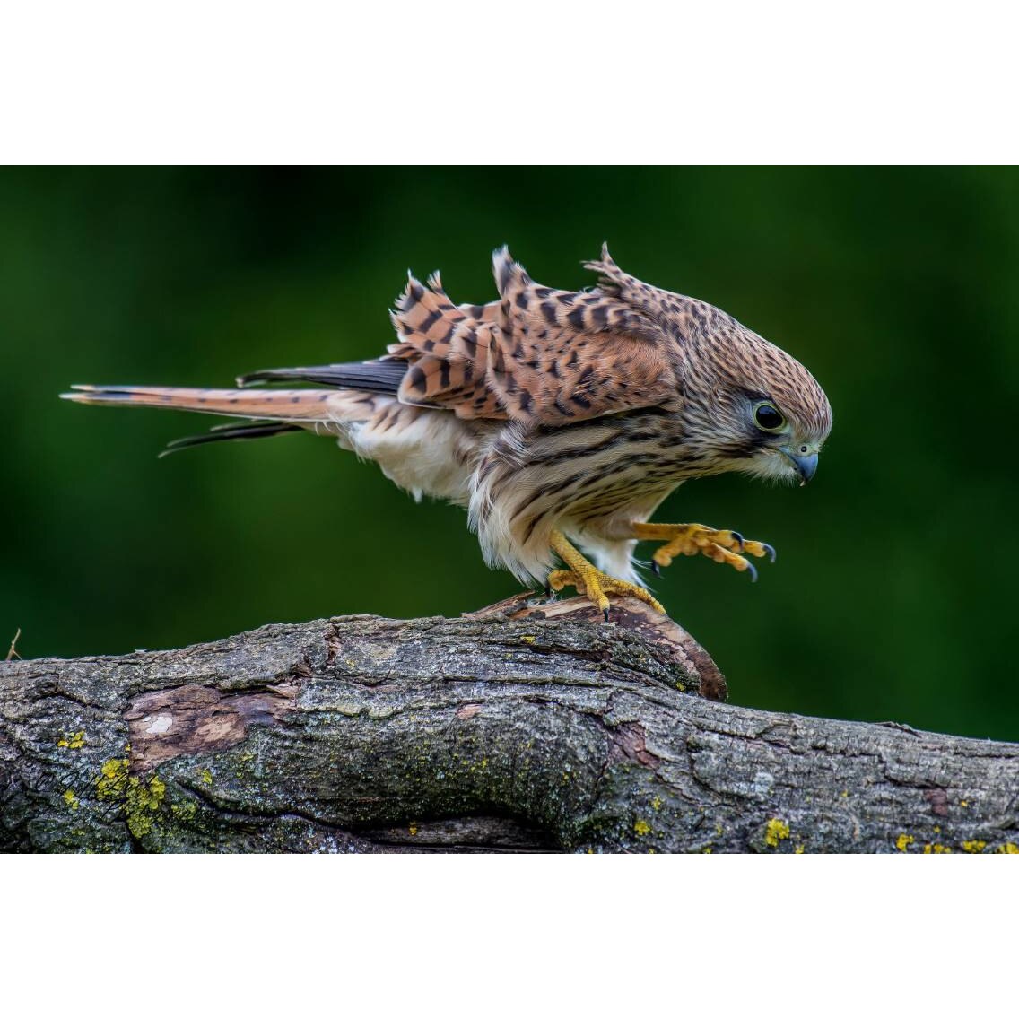 Tablou canvas 75x50 cm, Animale model 195