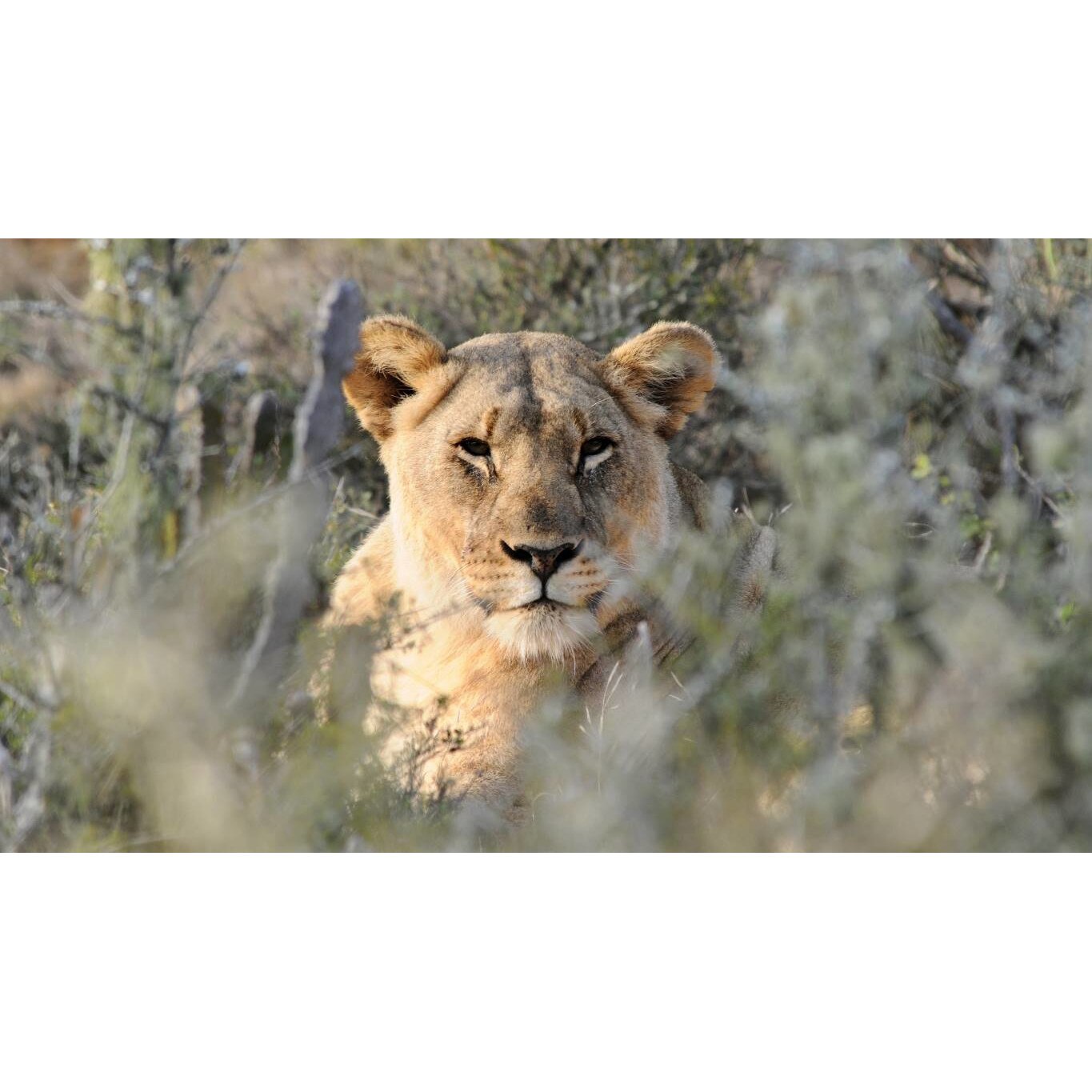 Tablou canvas 50x35 cm, Animale model 187