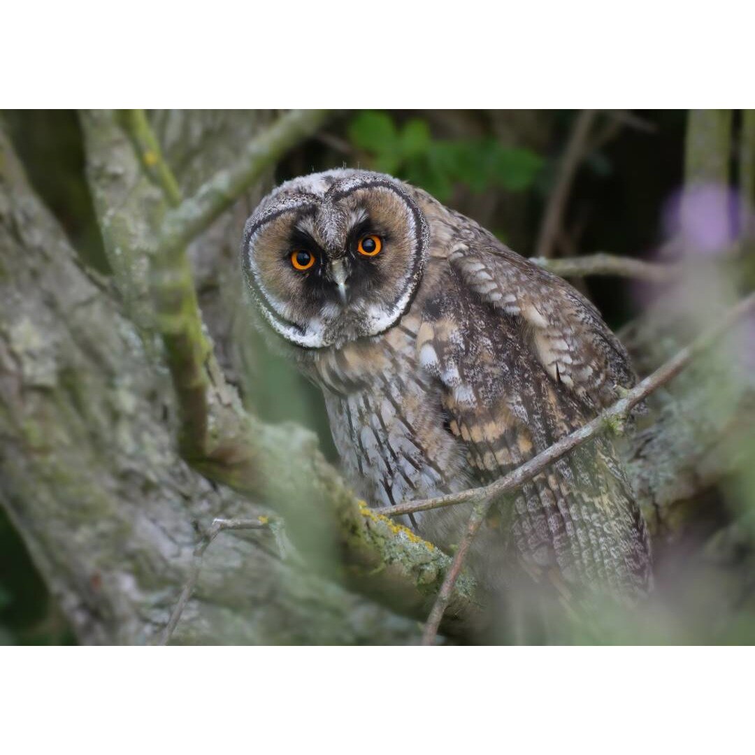 Tablou canvas 50x35 cm, Animale model 208