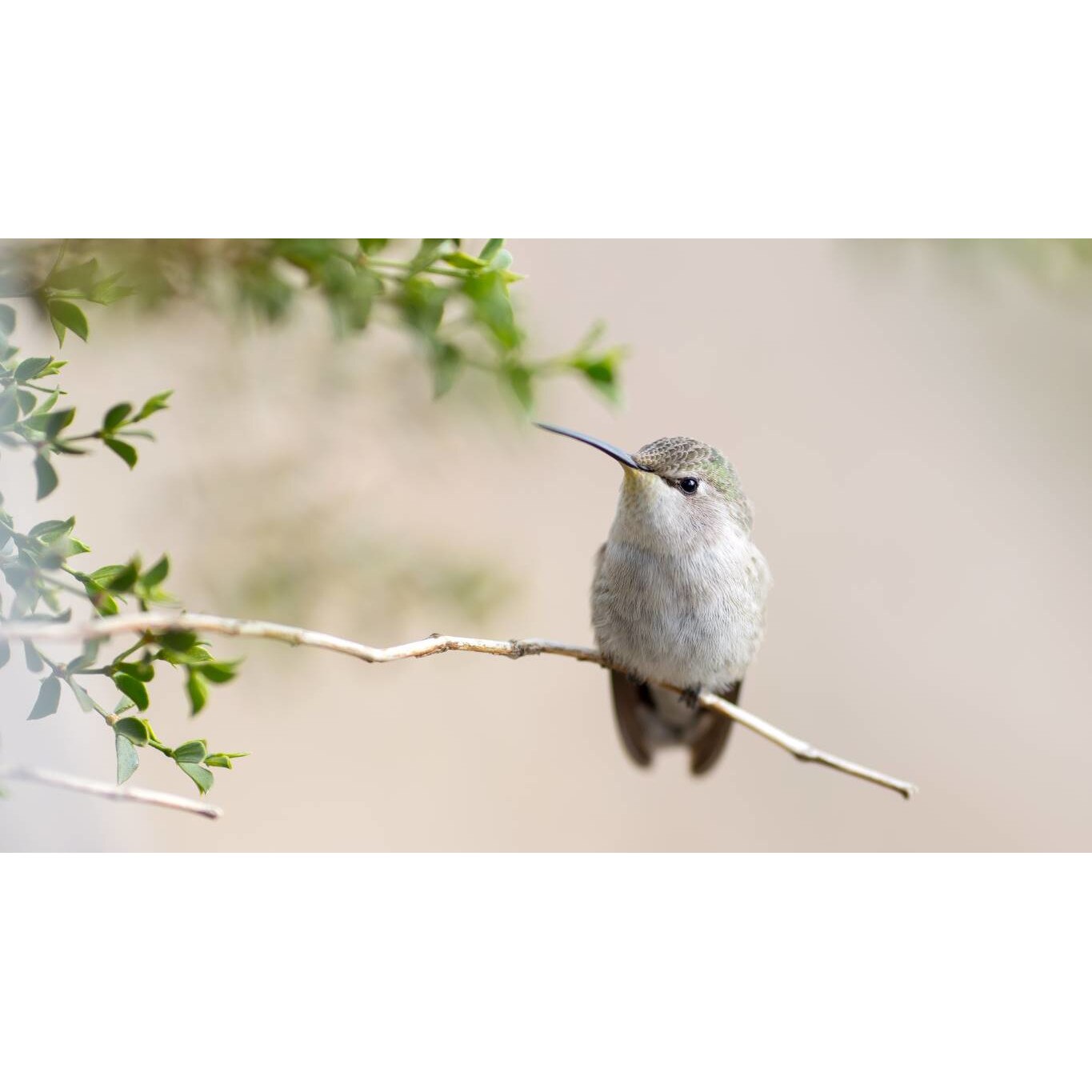 Tablou canvas 75x50 cm, Animale model 171