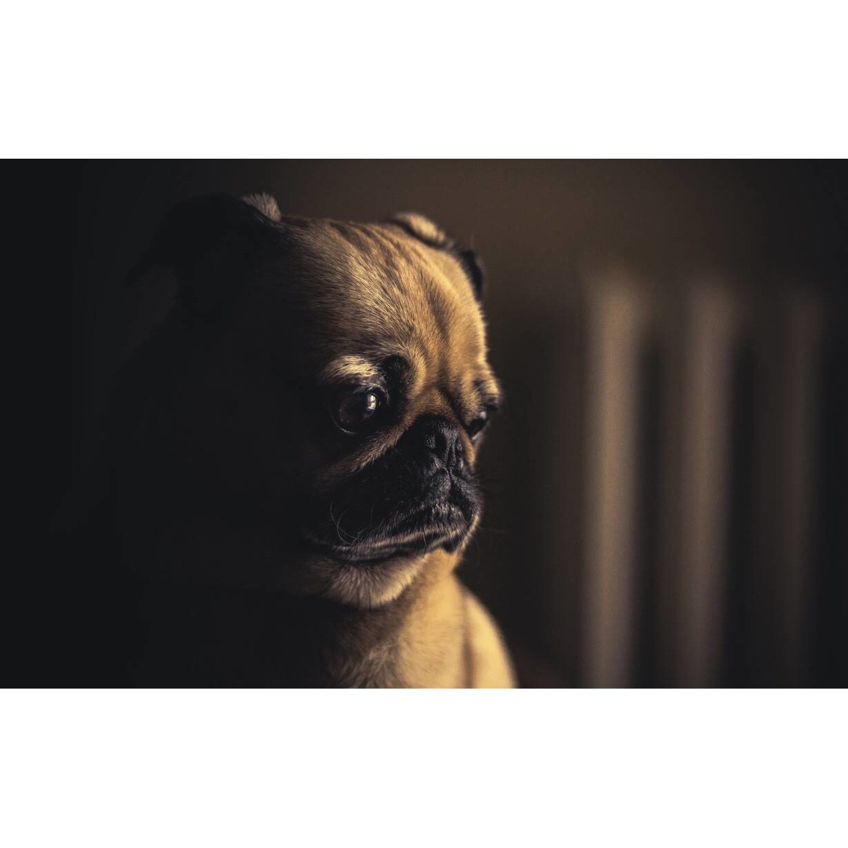 Tablou canvas 75x50 cm, Animale model 205