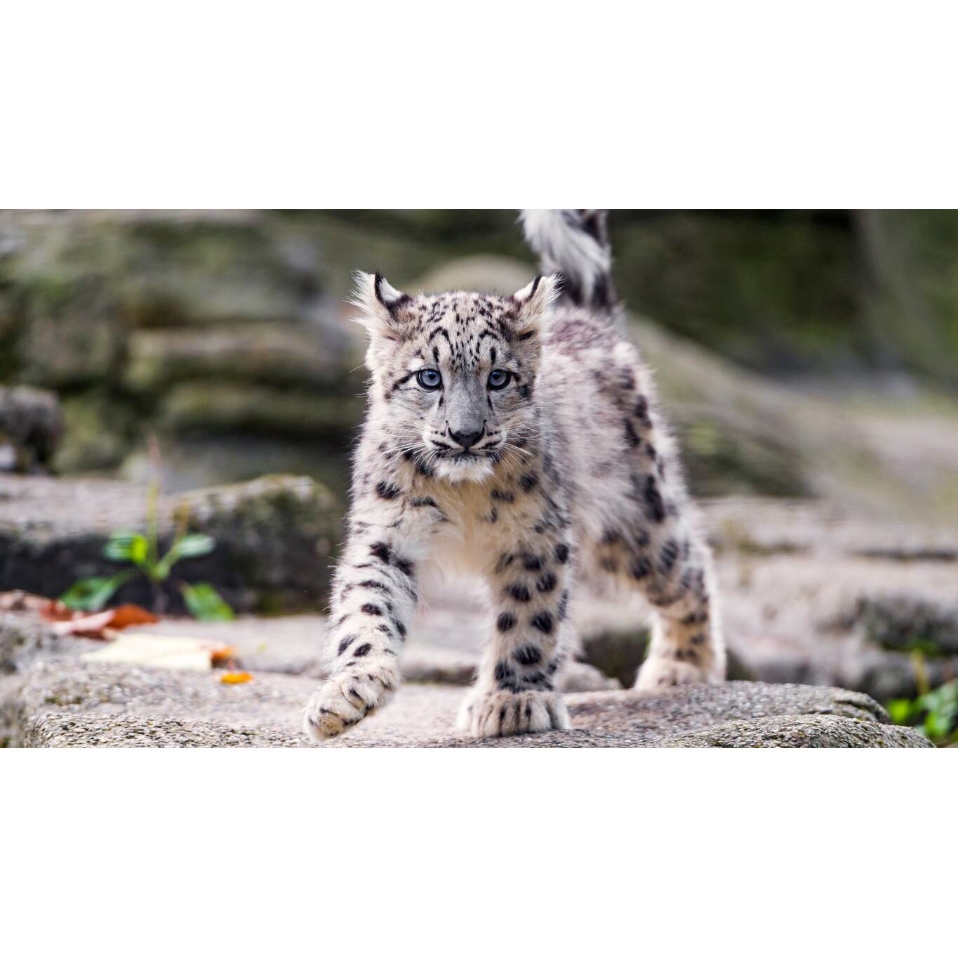 Tablou canvas 75x50 cm, Animale model 204