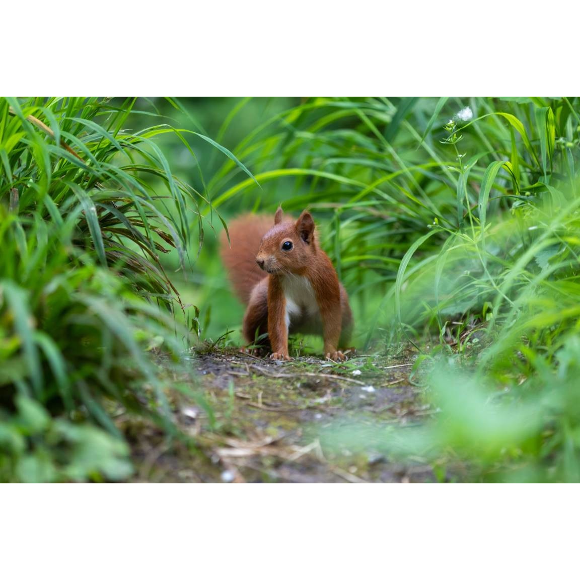 Tablou canvas 75x50 cm, Animale model 174