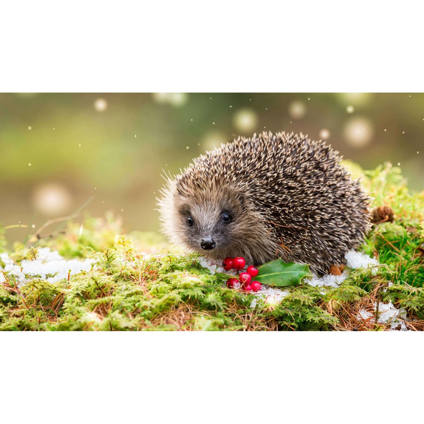 Tablou canvas 90x50 cm, Animale model 202