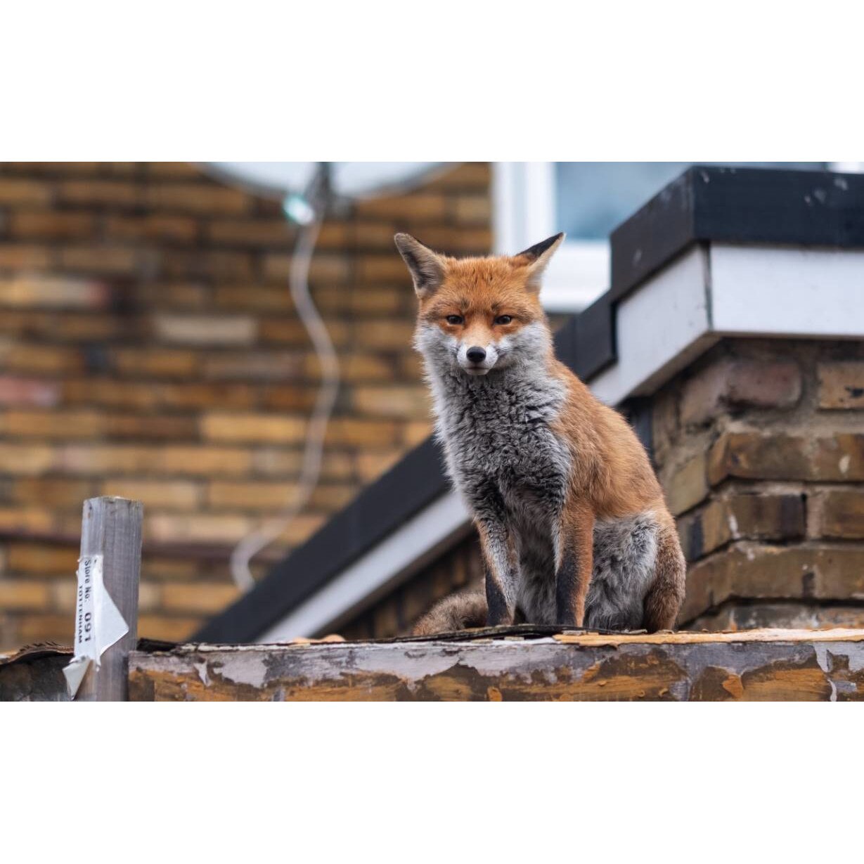 Tablou canvas 50x35 cm, Animale model 183