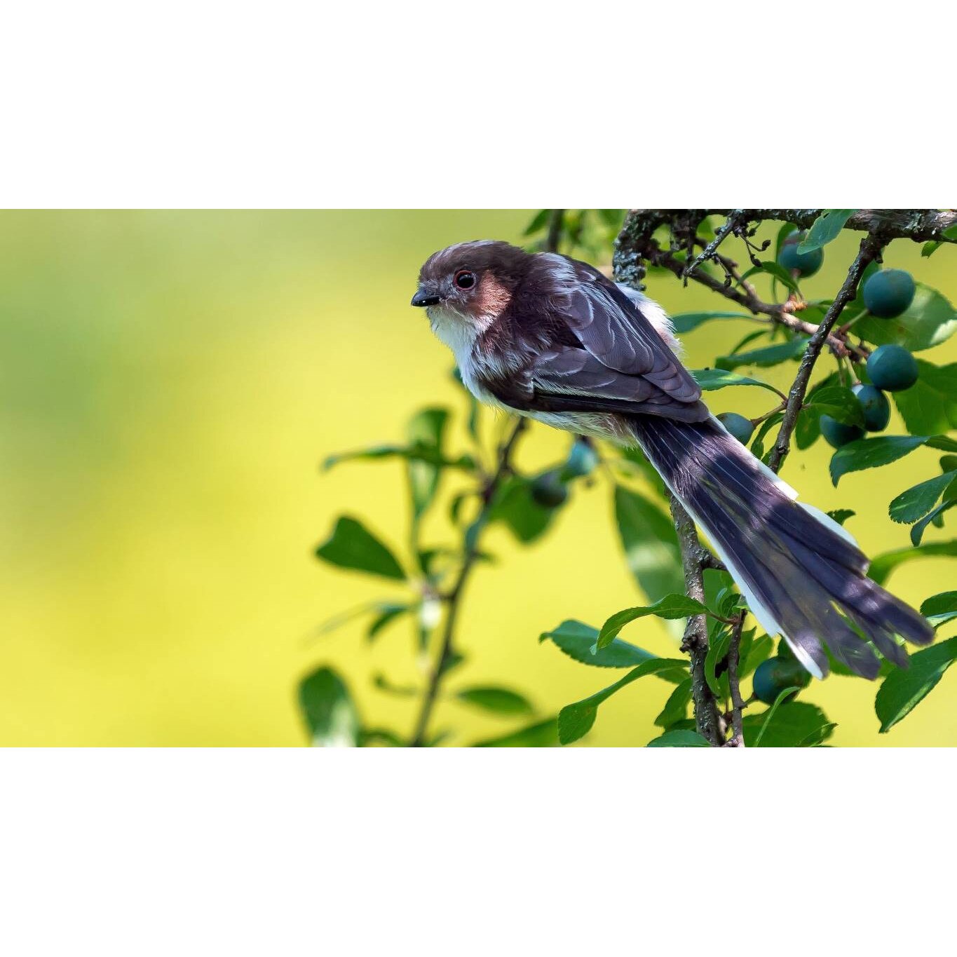 Tablou canvas 75x50 cm, Animale model 219