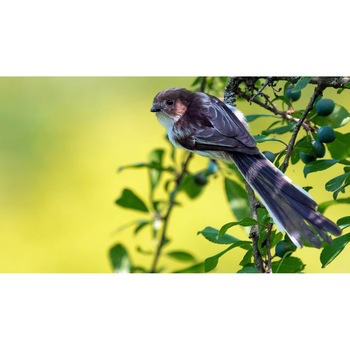 Tablou canvas 90x50 cm, Animale model 219 Tablou canvas 90x50 cm, Animale model 219