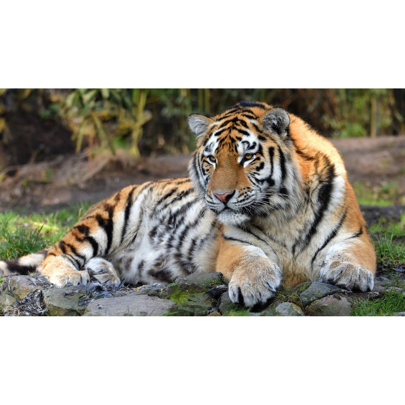 Tablou canvas 75x50 cm, Animale model 207