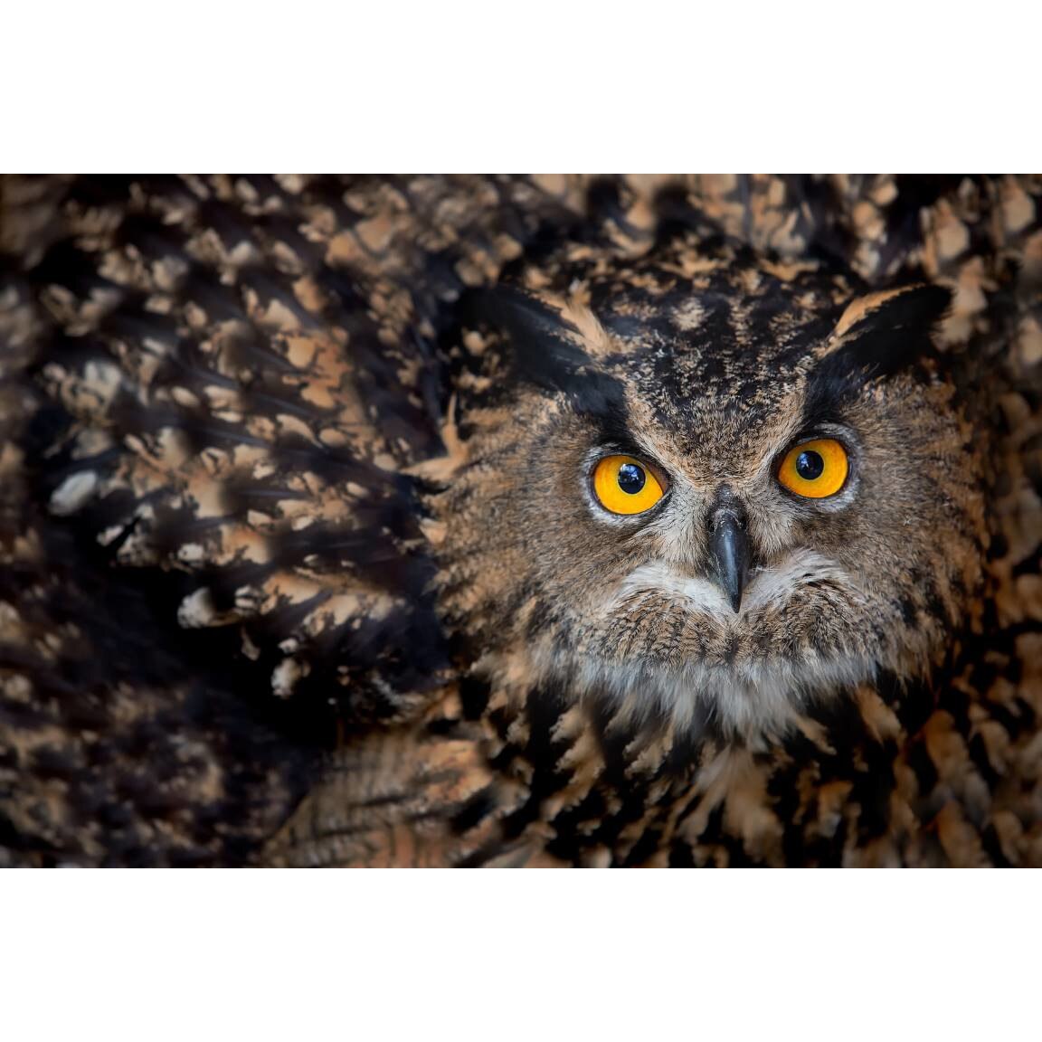 Tablou canvas 75x50 cm, Animale model 209