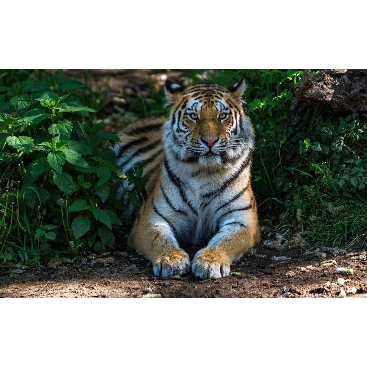 Tablou canvas 90x50 cm, Animale model 188