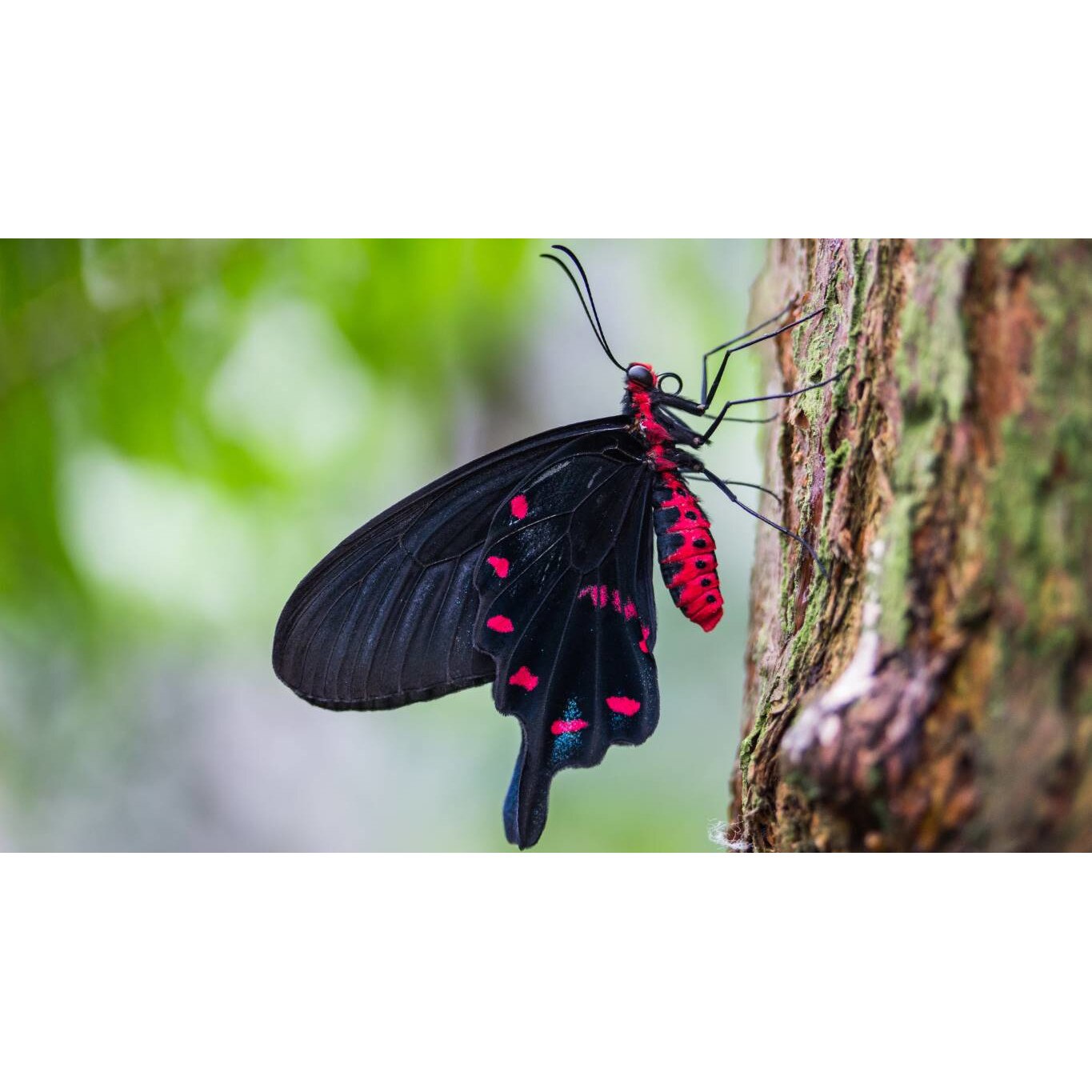 Tablou canvas 75x50 cm, Animale model 203