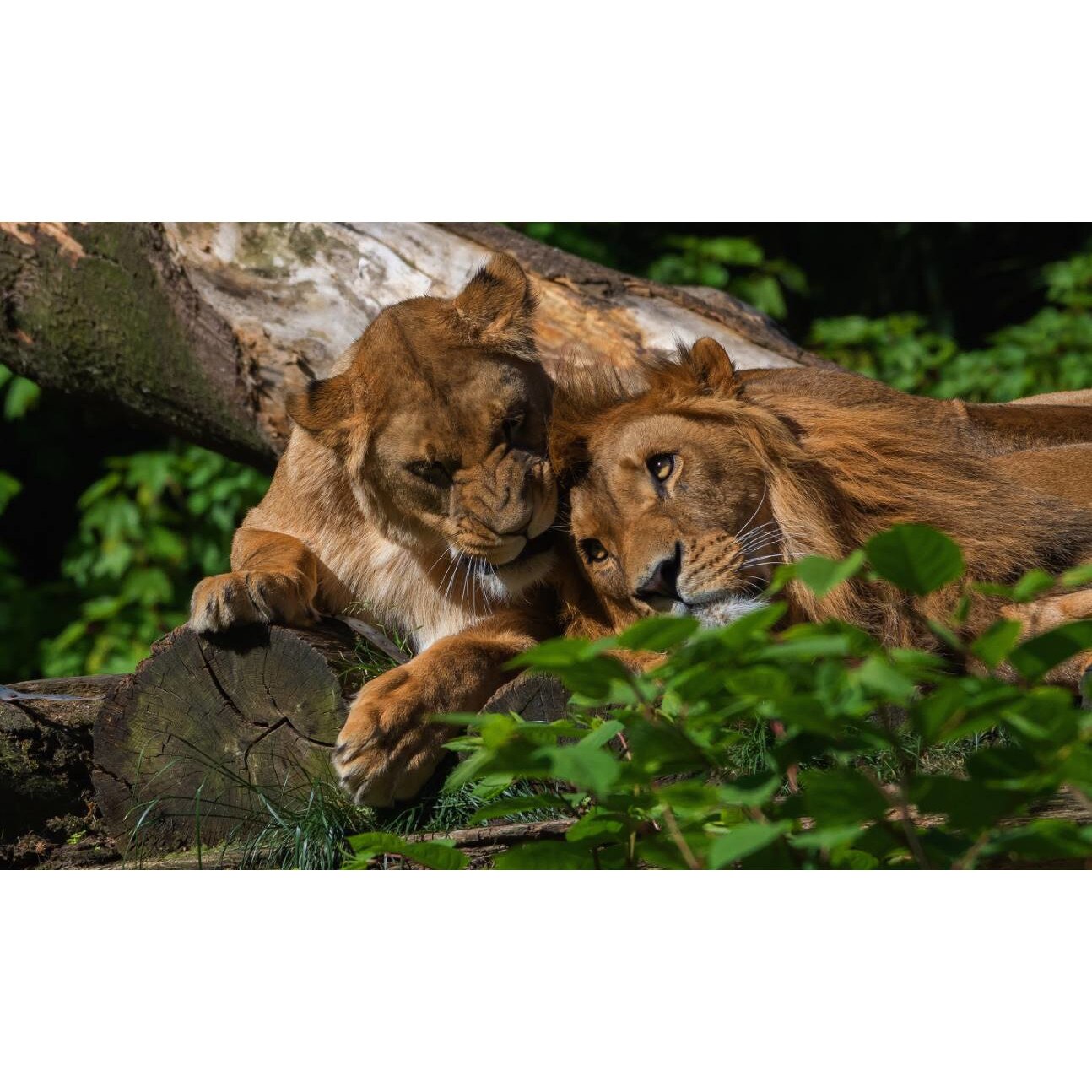 Tablou canvas 90x50 cm, Animale model 217