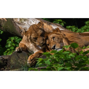 Tablou canvas 50x35 cm, Animale model 217 Tablou canvas 50x35 cm, Animale model 217