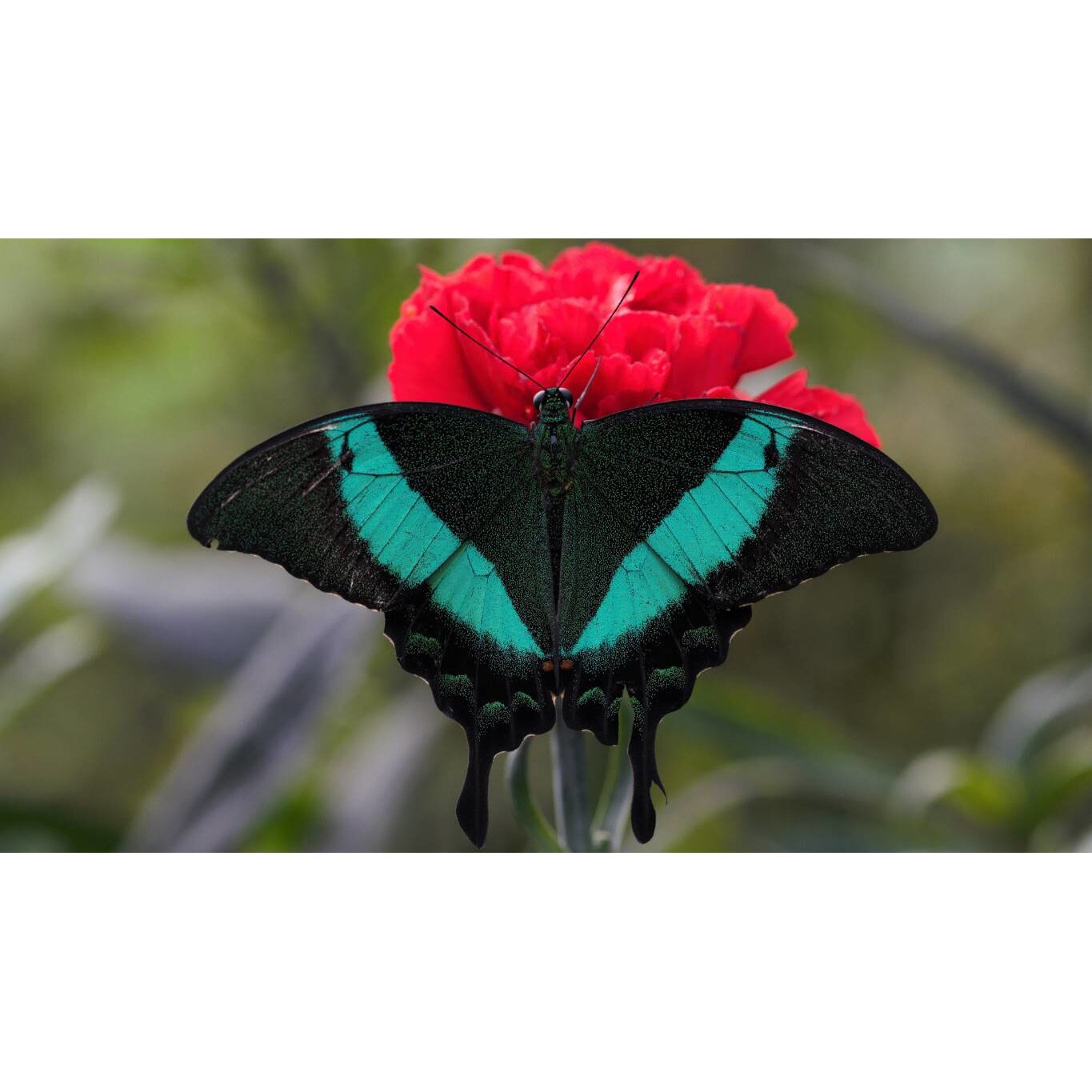 Tablou canvas 50x35 cm, Animale model 192