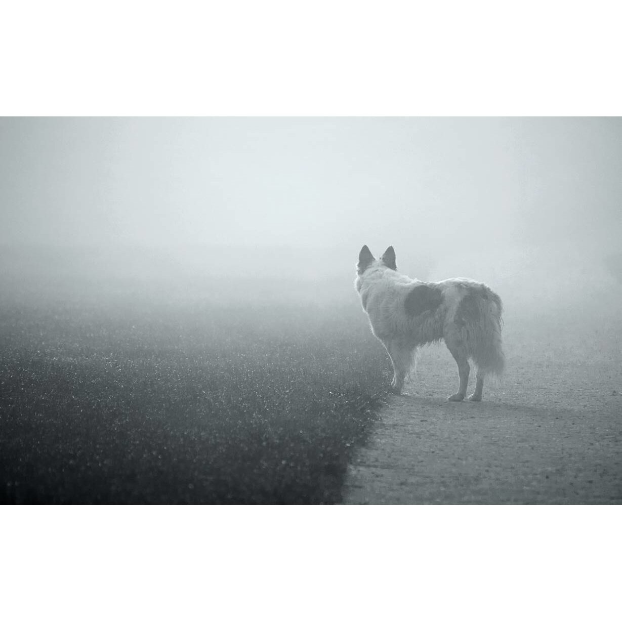 Tablou canvas 75x50 cm, Animale model 199