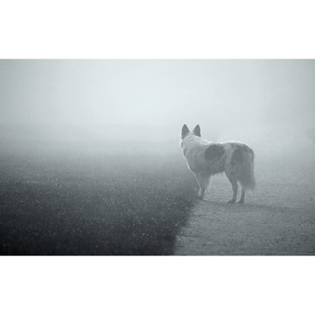 Tablou canvas 75x50 cm, Animale model 199 Tablou canvas 75x50 cm, Animale model 199
