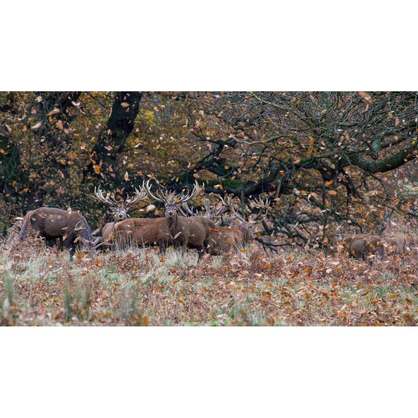 Tablou canvas 50x35 cm, Animale model 216