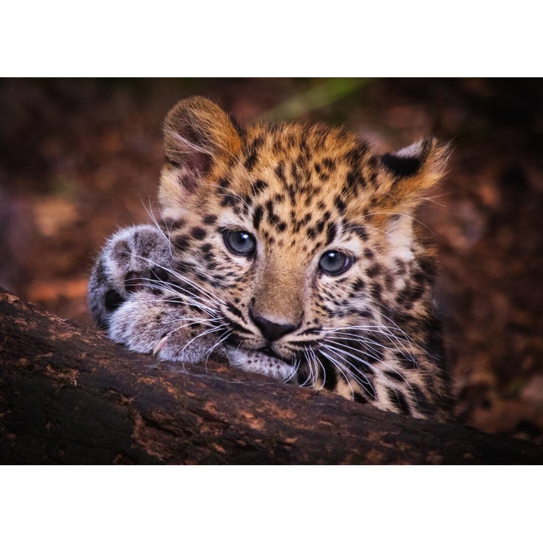 Tablou canvas 50x35 cm, Animale model 194