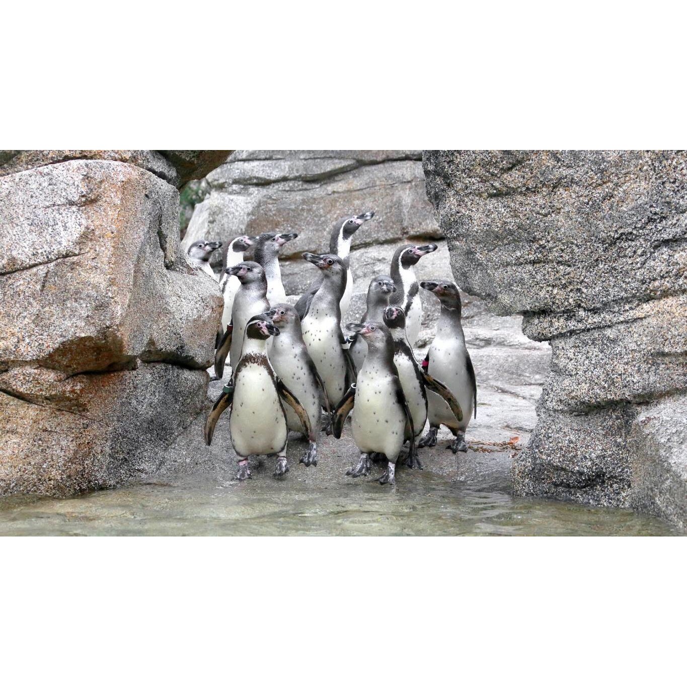 Tablou canvas 75x50 cm, Animale model 218