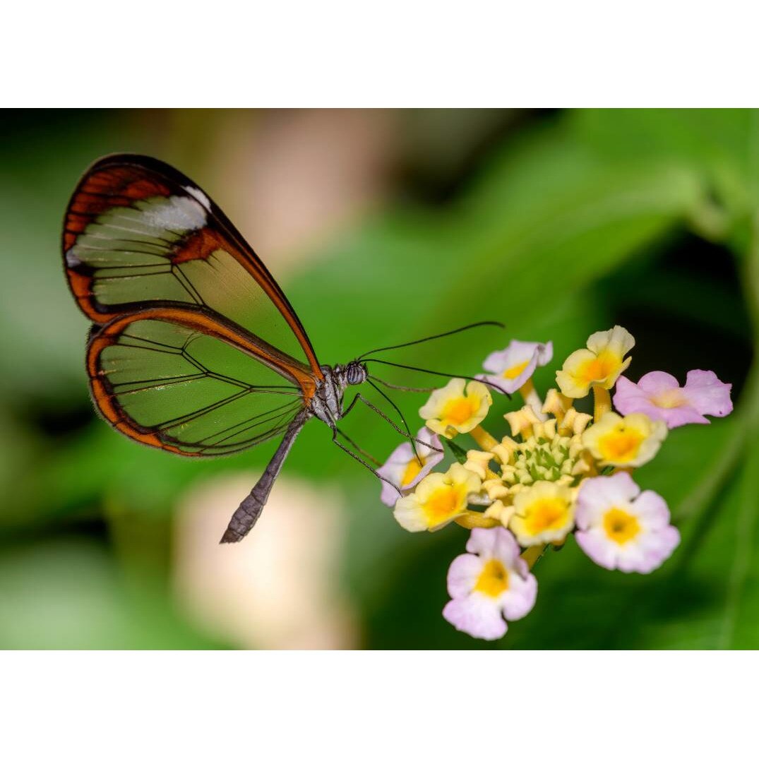 Tablou canvas 75x50 cm, Animale model 240