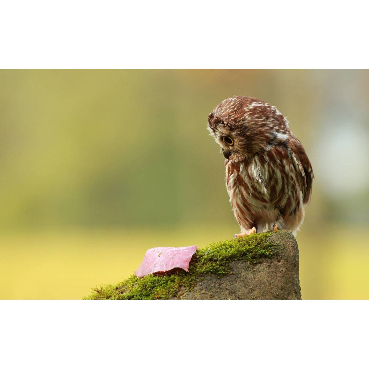 Tablou canvas 75x50 cm, Animale model 228