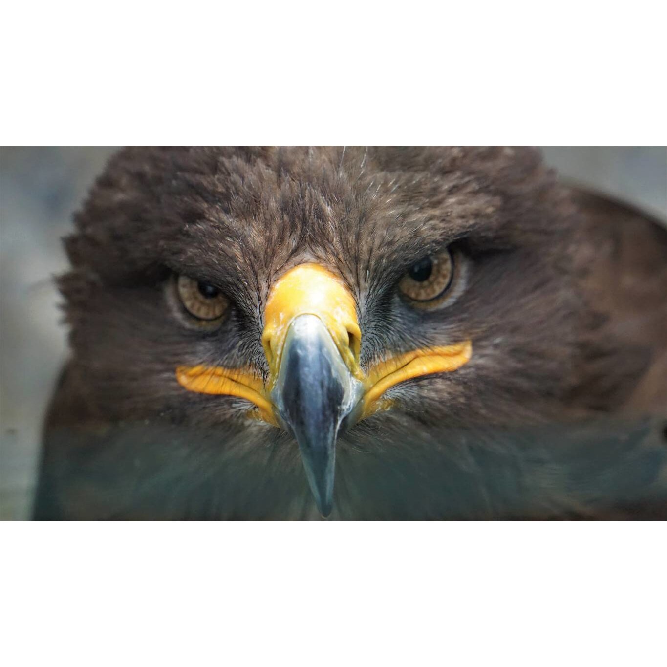 Tablou canvas 50x35 cm, Animale model 232