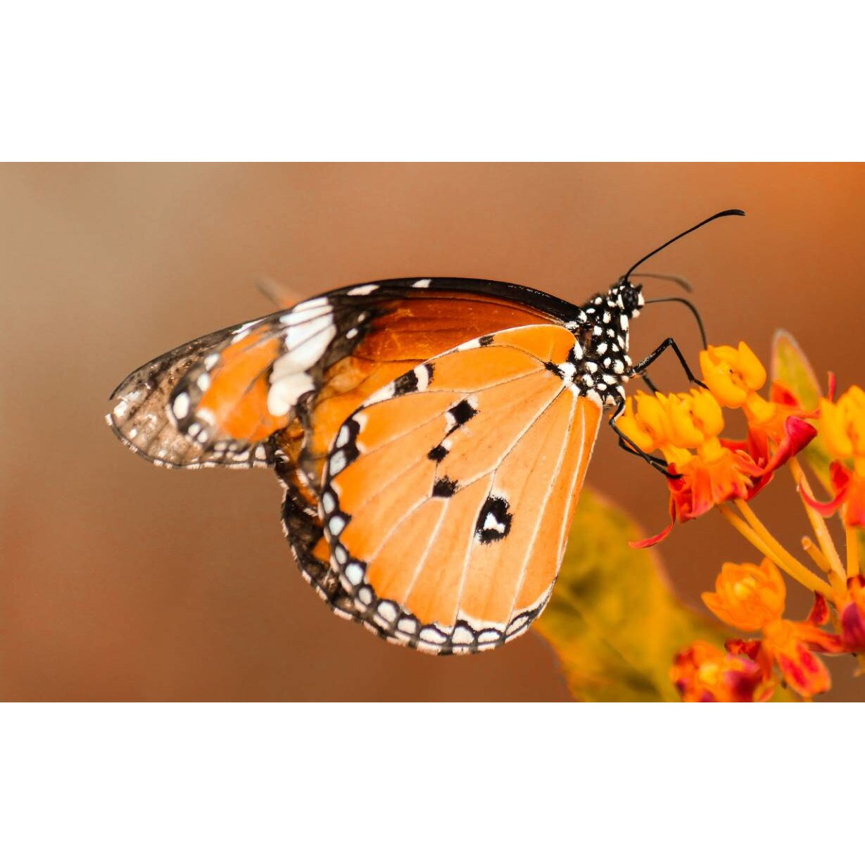 Tablou canvas 50x35 cm, Animale model 233