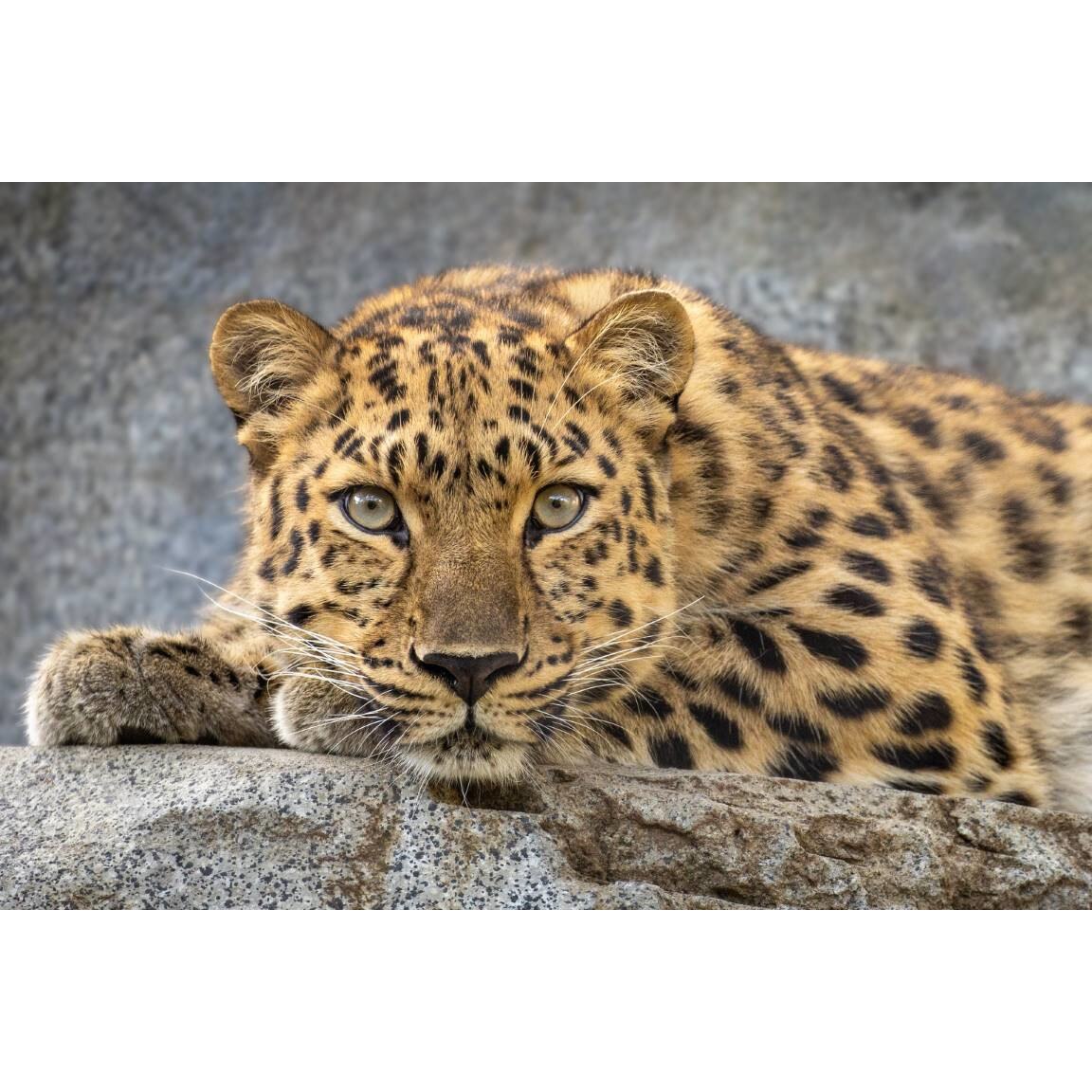 Tablou canvas 75x50 cm, Animale model 242