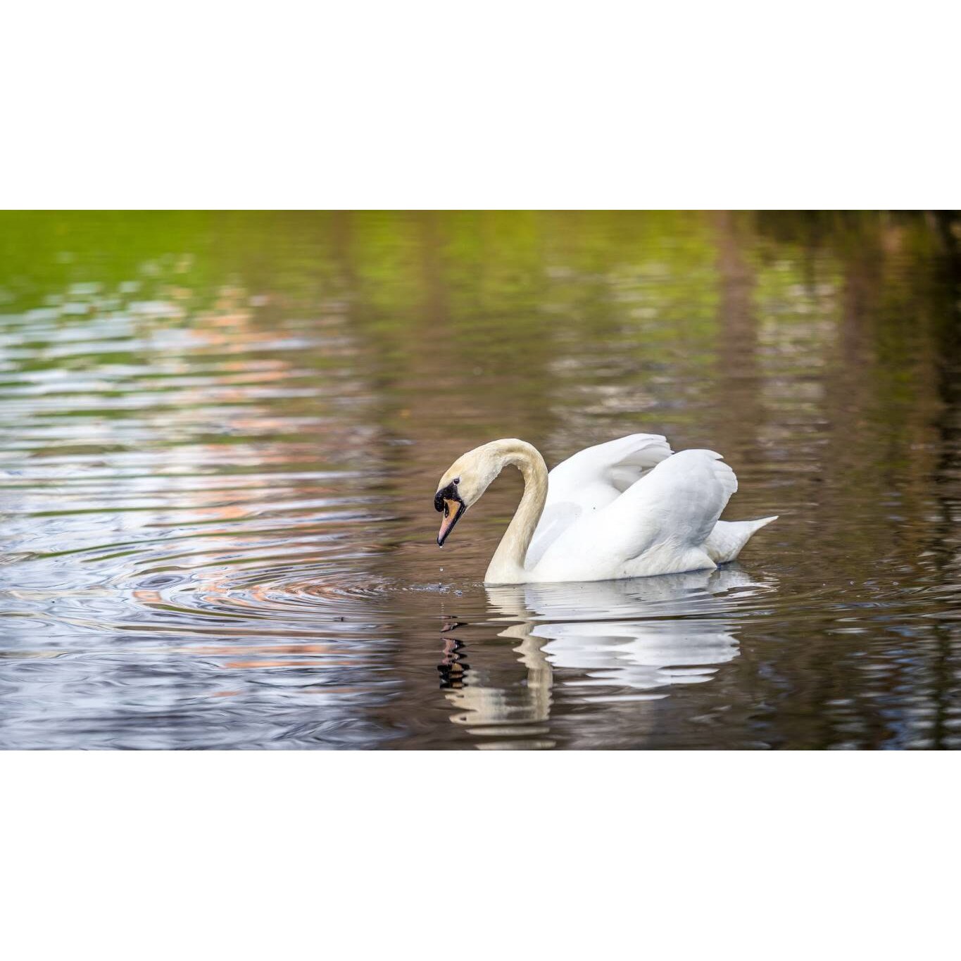 Tablou canvas 50x35 cm, Animale model 221