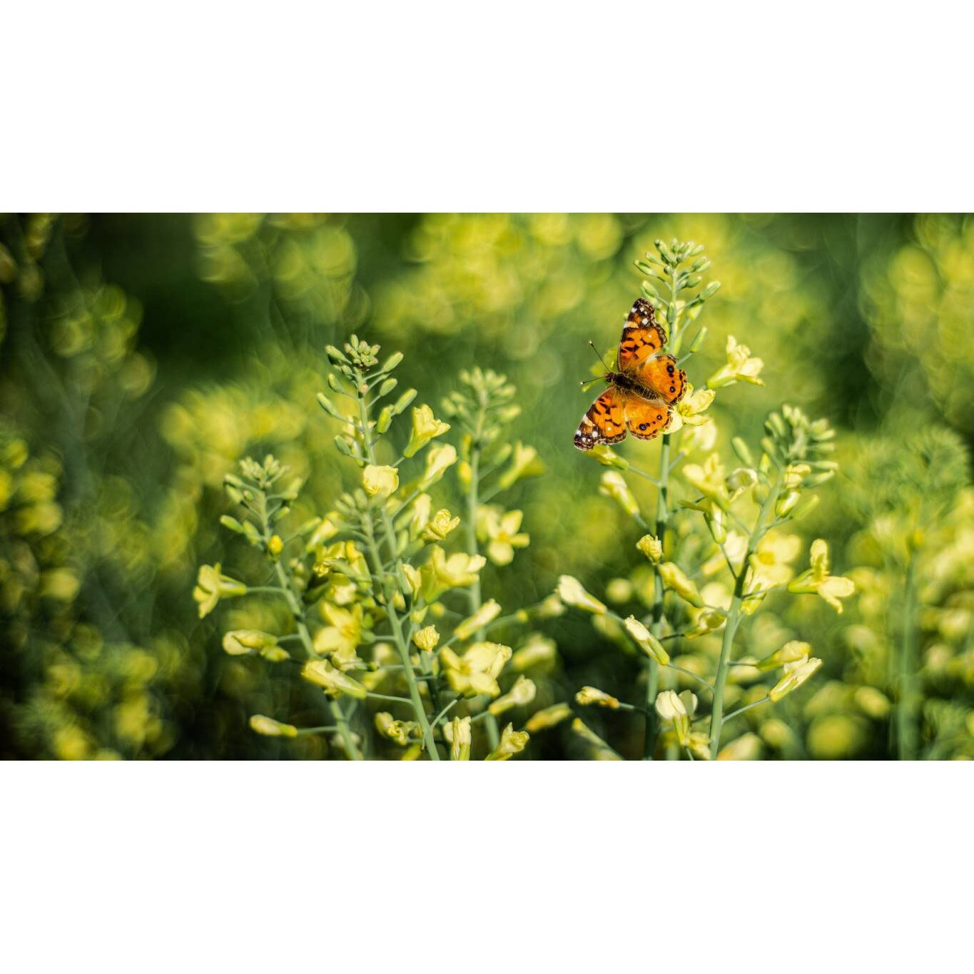 Tablou canvas 75x50 cm, Animale model 222