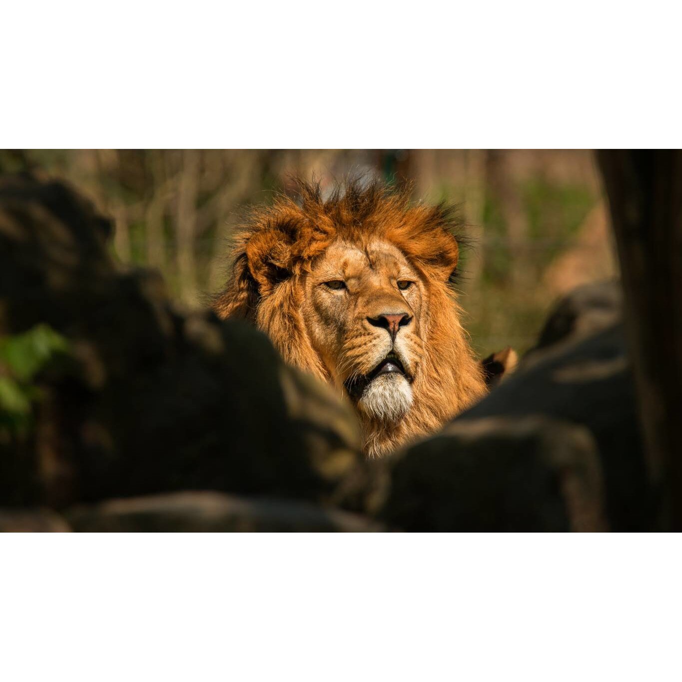 Tablou canvas 50x35 cm, Animale model 220