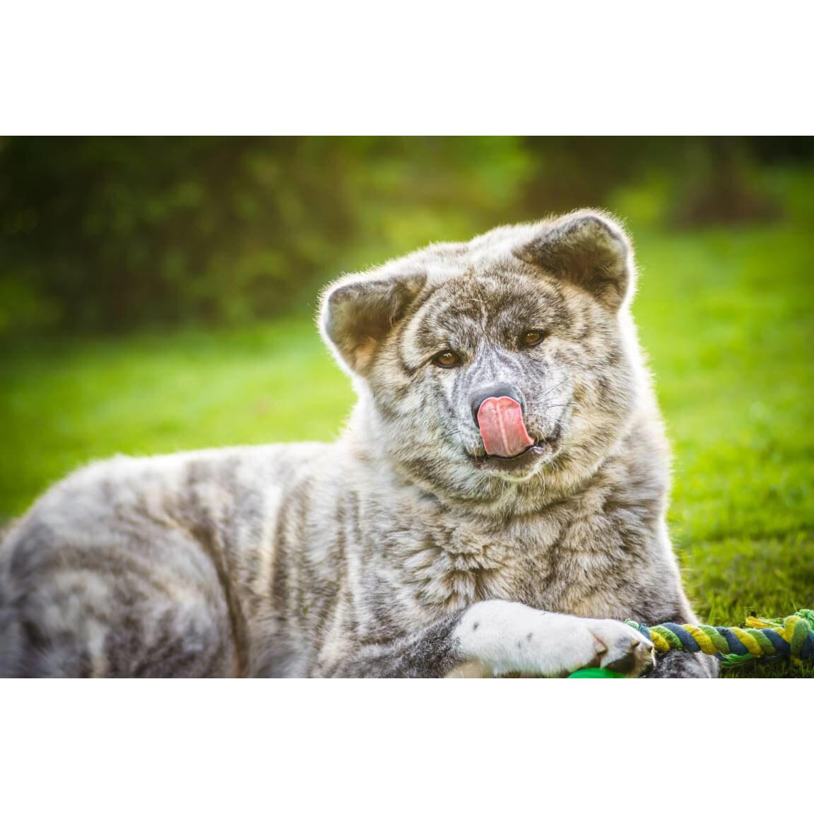 Tablou canvas 75x50 cm, Animale model 213