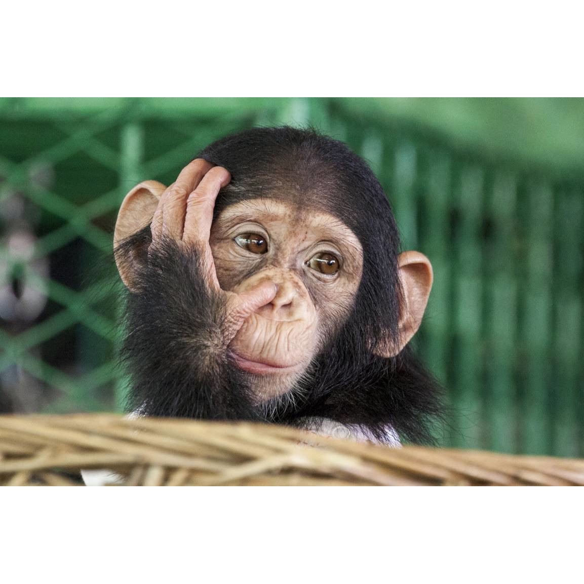 Tablou canvas 75x50 cm, Animale model 223